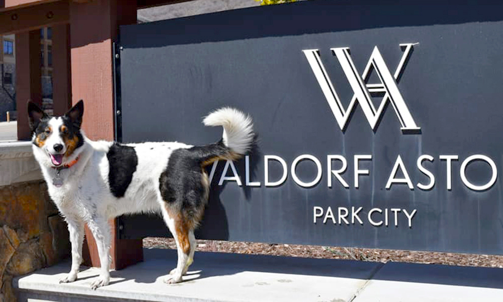 Waldorf Astoria Park City Dog