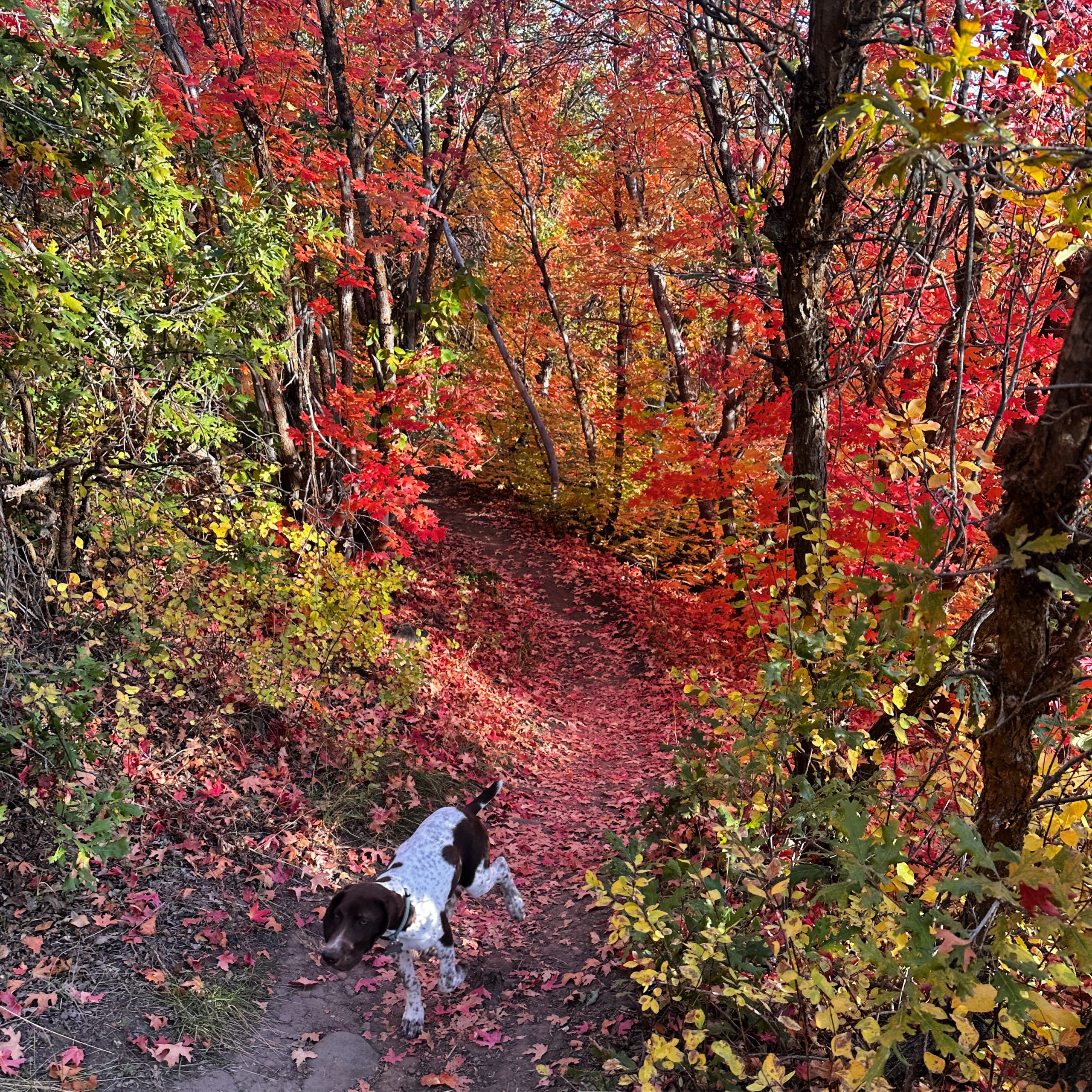 GSP Dog Fall Colors